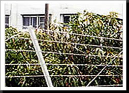 Razor Wire Fencing1